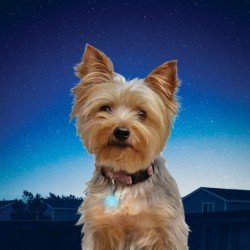Nite Ize Lampe de collier PetLit - Image 3