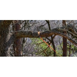 Arborist V.2 Orange/Noire